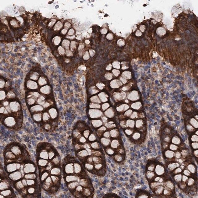 Anti-MRPL42 antibody produced in rabbit