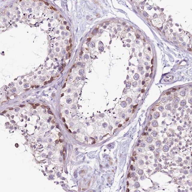 Anti-MRPL36 antibody produced in rabbit