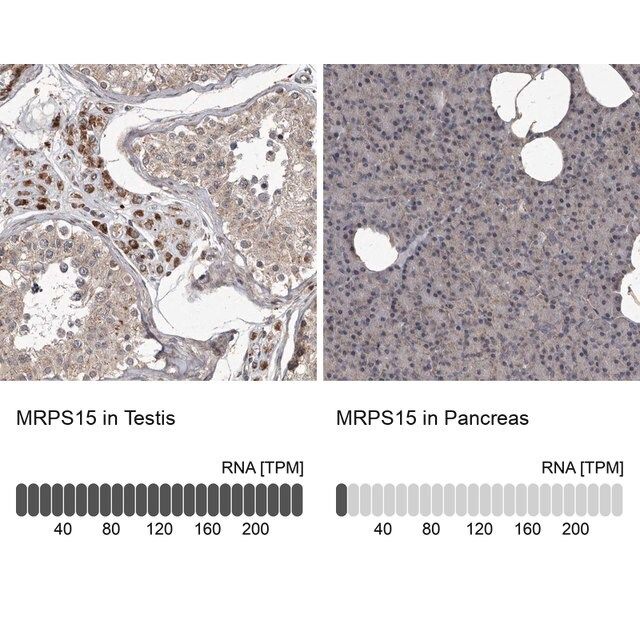 Anti-MRPS15 antibody produced in rabbit