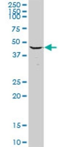 Anti-MRPS27 antibody produced in rabbit
