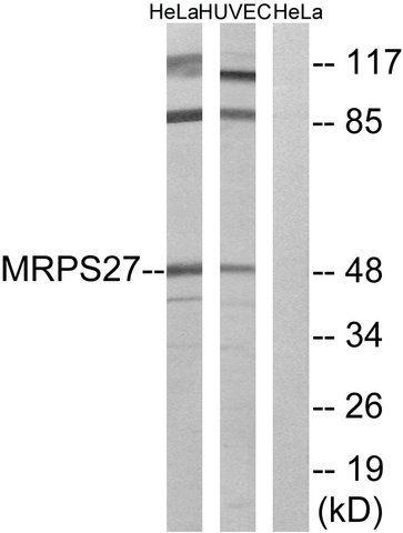 Anti-MRPS27 antibody produced in rabbit