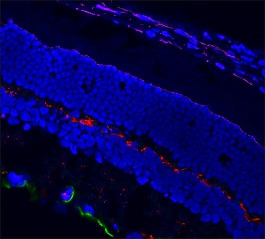 Anti-Mouse IgG1 (γ1), CF<sup>TM</sup>568 antibody produced in goat