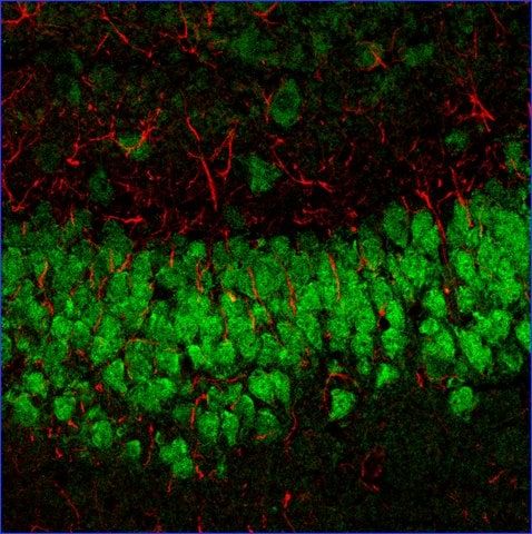 Anti-Mouse IgG1 (γ1), CF<sup>TM</sup>633 antibody produced in goat