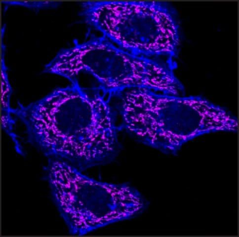 Anti-Mouse IgG1 (γ1), CF<sup>TM</sup>640R antibody produced in goat