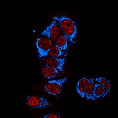 Anti-Mouse IgG1 (γ1), CF<sup>TM</sup>405S antibody produced in goat