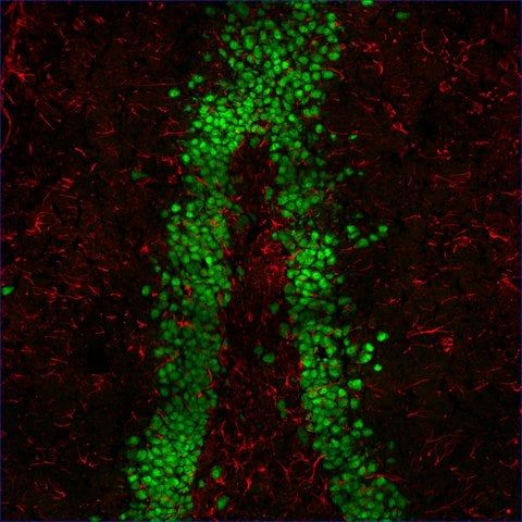 Anti-Mouse IgG1 (γ1), CF<sup>TM</sup>555 antibody produced in goat