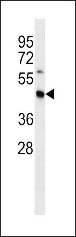 ANTI-MOUSE STRADB (C-TERM) antibody produced in rabbit