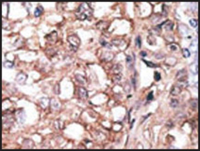 Anti-Mouse Tlr1 (C-term) antibody produced in rabbit