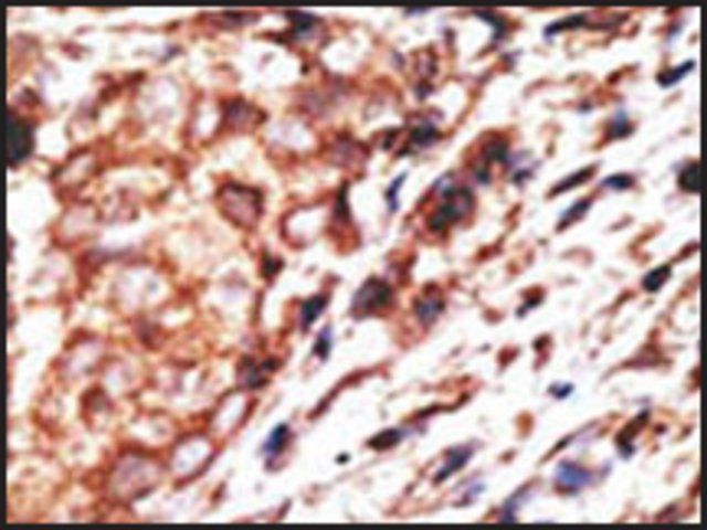 ANTI-MOUSE TLR8 (C-TERM) antibody produced in rabbit