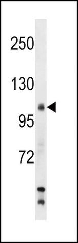 ANTI-MOUSE SIK2 (CENTER) antibody produced in rabbit