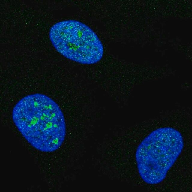 Anti-MCM10 antibody produced in rabbit