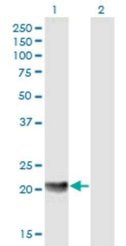 Anti-MED18 antibody produced in mouse