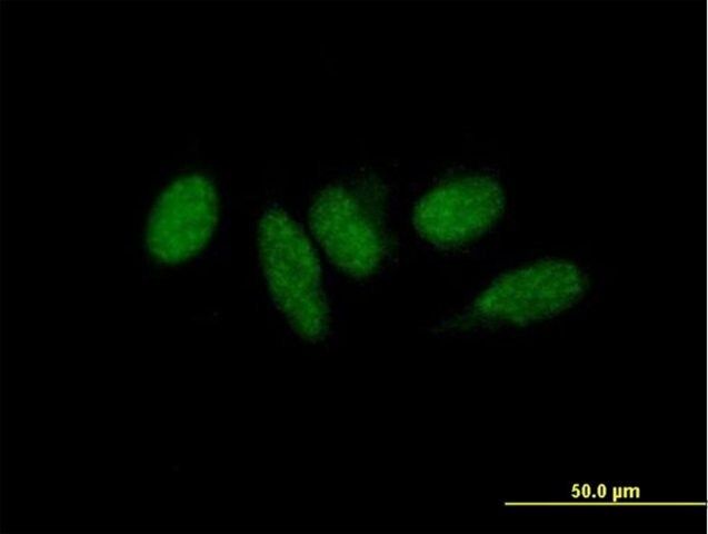 Anti-MED9 antibody produced in mouse