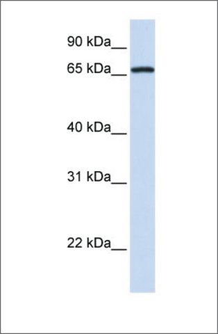 Anti-MED26 (ab1) antibody produced in rabbit