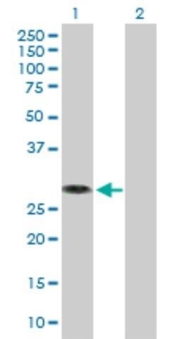 Anti-MED6 antibody produced in mouse