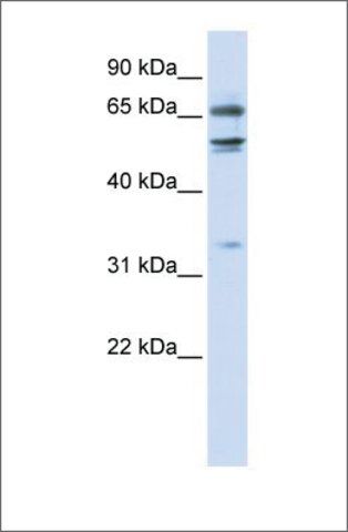 Anti-MED26 (ab2) antibody produced in rabbit