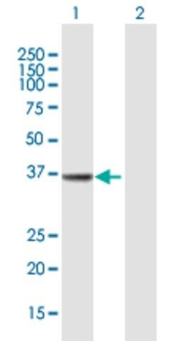 Anti-MECR antibody produced in mouse
