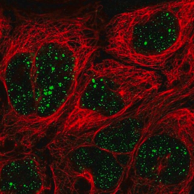 Anti-MED7 antibody produced in rabbit