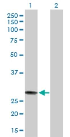 Anti-MED7 antibody produced in mouse