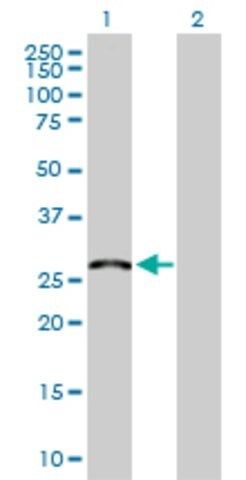 Anti-MED6 antibody produced in rabbit
