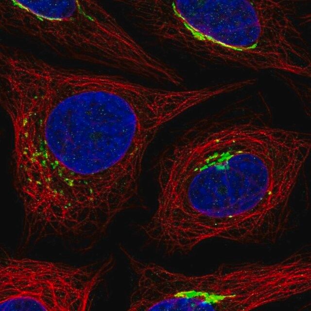 Anti-MANEAL antibody produced in rabbit