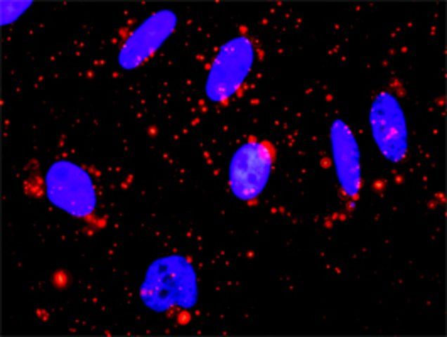 Anti-MAPK13 antibody produced in rabbit