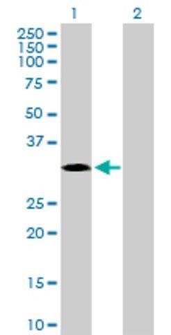 Anti-MAPK15 antibody produced in mouse