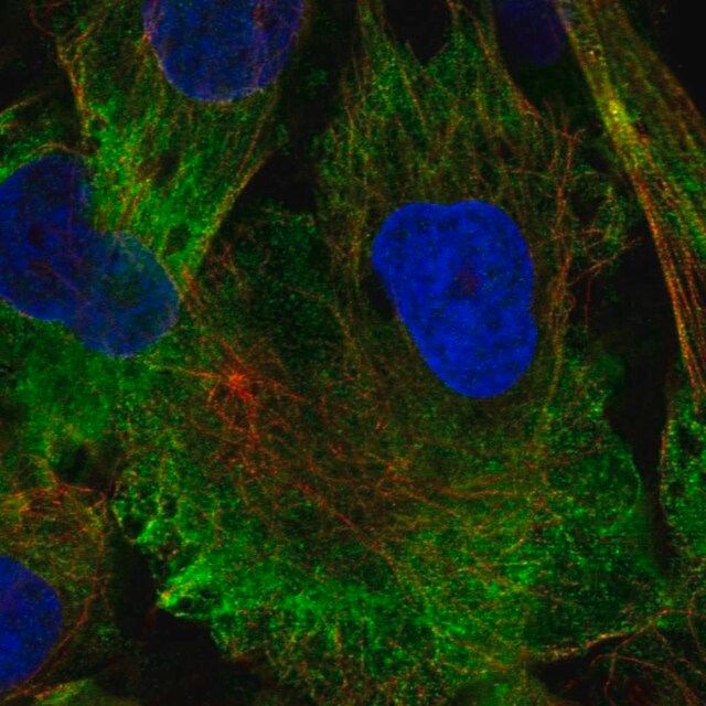Anti-MAP1A antibody produced in rabbit
