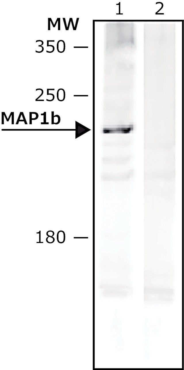 Anti-MAP1b antibody, Mouse monoclonal