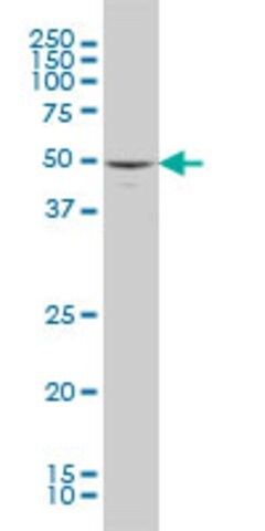 ANTI-MAPK10 antibody produced in mouse