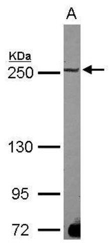 Anti-MAP1B antibody produced in rabbit