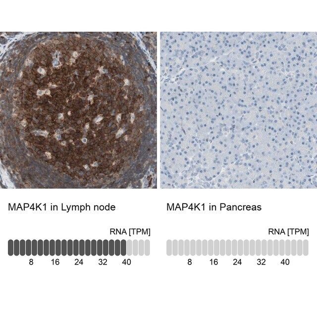 Anti-MAP4K1 antibody produced in rabbit
