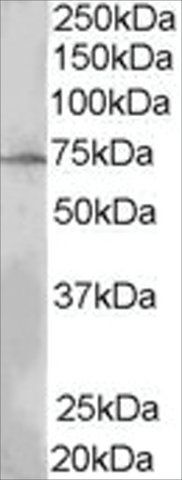 Anti-LNK/SH2B3 antibody produced in goat
