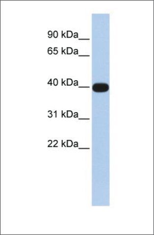 Anti-LMX1A antibody produced in rabbit
