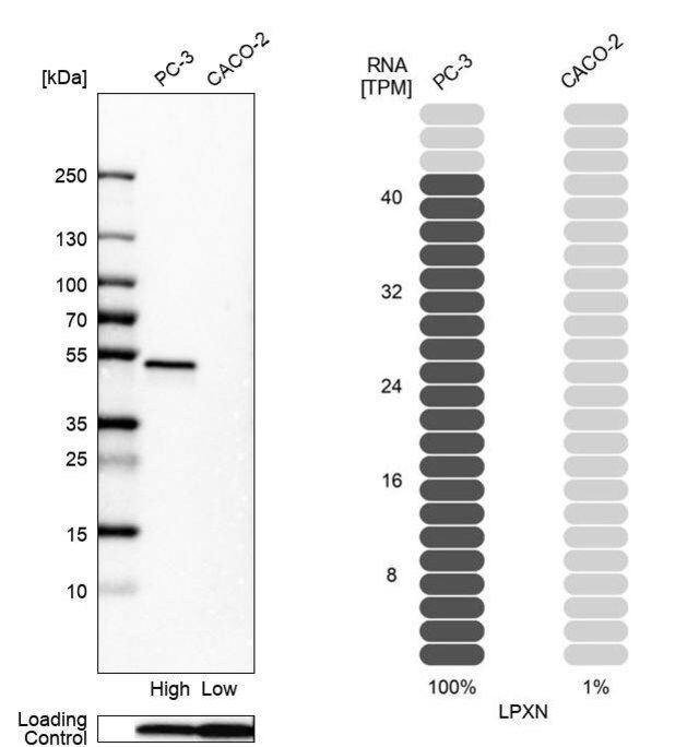 Anti-LPXN antibody produced in rabbit
