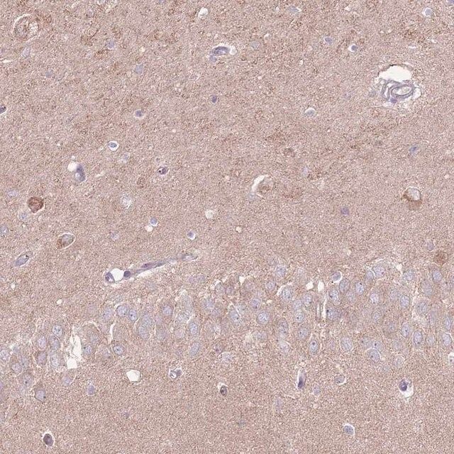 Anti-LRFN3 antibody produced in rabbit