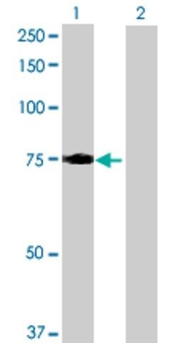 Anti-LRCH3 antibody produced in mouse