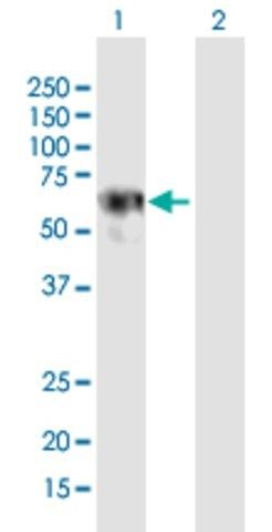 Anti-LRRC6 antibody produced in mouse