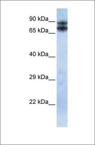 Anti-LIMA1 antibody produced in rabbit