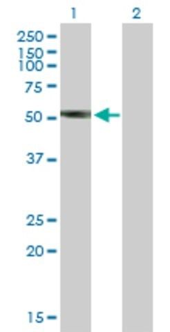 Anti-LILRA3 antibody produced in mouse