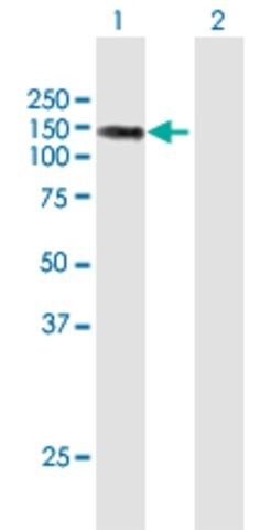 ANTI-LIMCH1 antibody produced in mouse