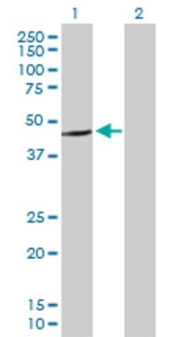 Anti-LIN10 antibody produced in mouse