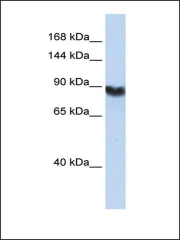 Anti-LIG1 antibody produced in rabbit