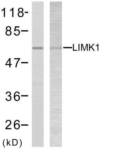 Anti-LIMK2, C-Terminal antibody produced in rabbit