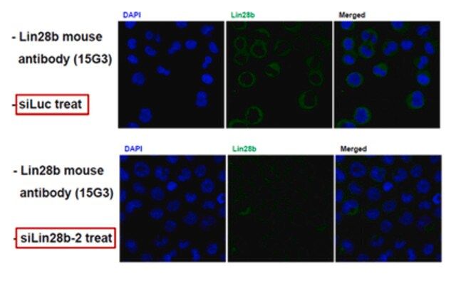 Anti-Lin-28B, clone 15G3 Antibody