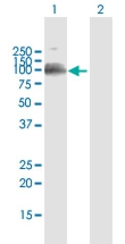 Anti-LILRB1 antibody produced in mouse