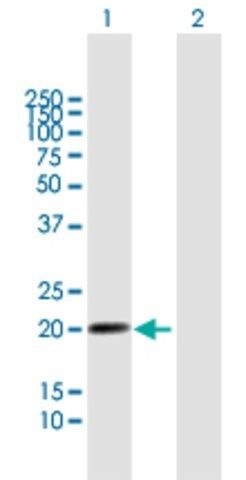 Anti-LILRB2 antibody produced in mouse
