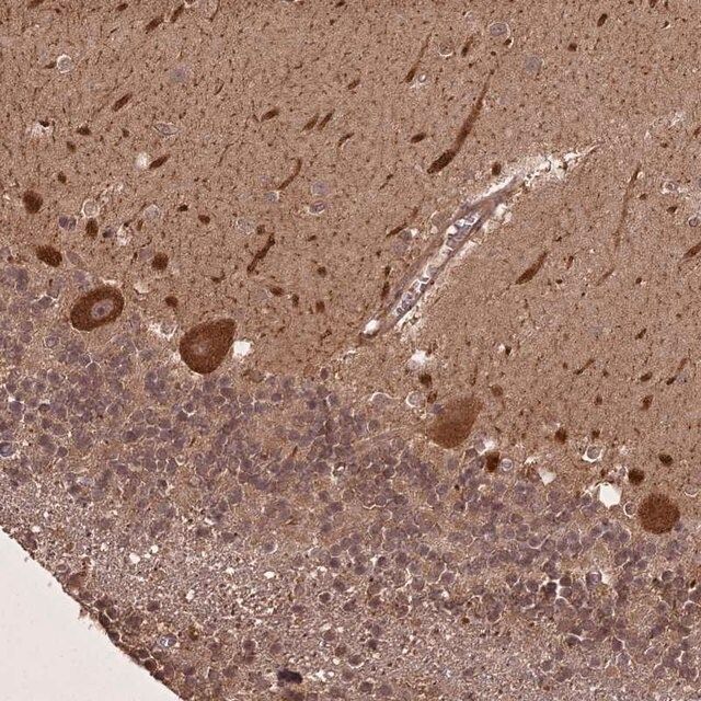 Anti-LIN37 antibody produced in rabbit