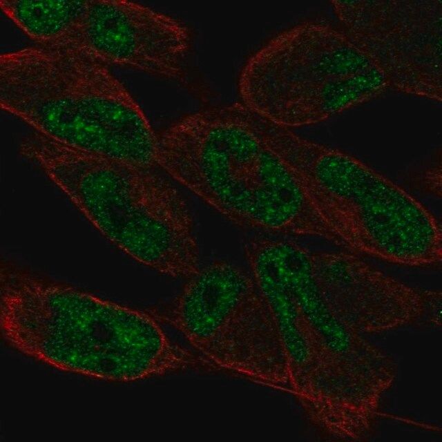 Anti-LIN52 antibody produced in rabbit