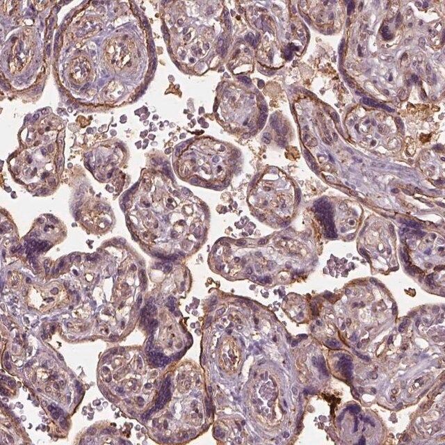 Anti-LIN7A antibody produced in rabbit
